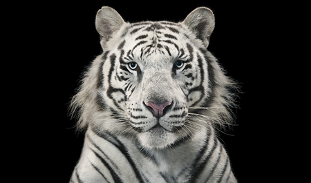 More Than Human Tim Flach (Hasselblad presents)